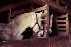 Equestrian Property Management