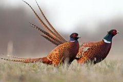 Grouse in Routt County