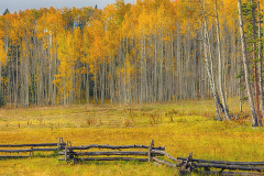 Fall Aspens