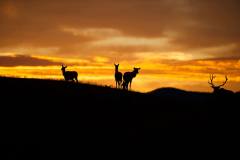 Elk in Routt County